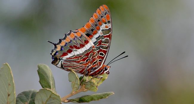  descoberta das borboletas de Portugal